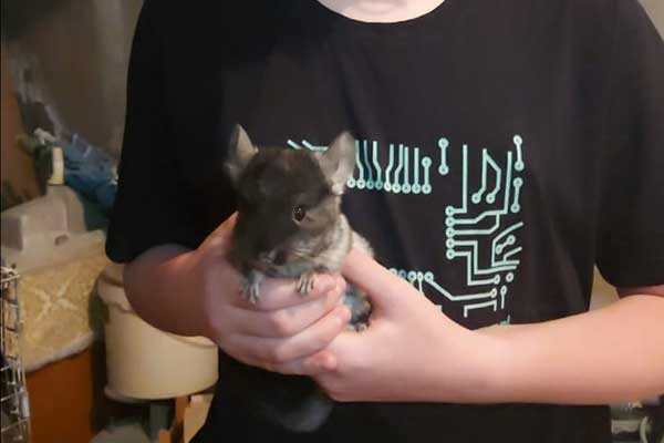 First Chinchilla